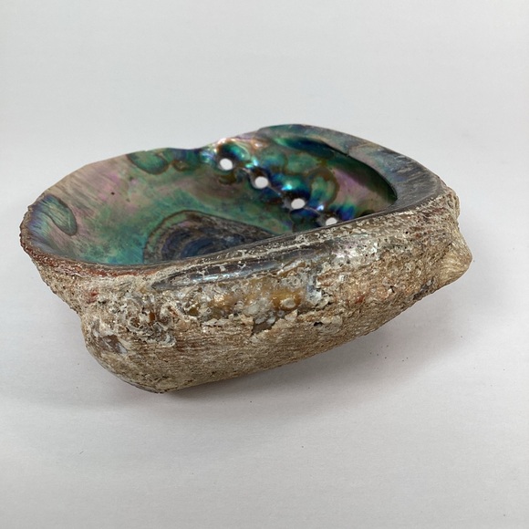 Green Abalone Sea Shell One Side Polished Natural Beach Craft 5.5" X 4.25" - Picture 4 of 15